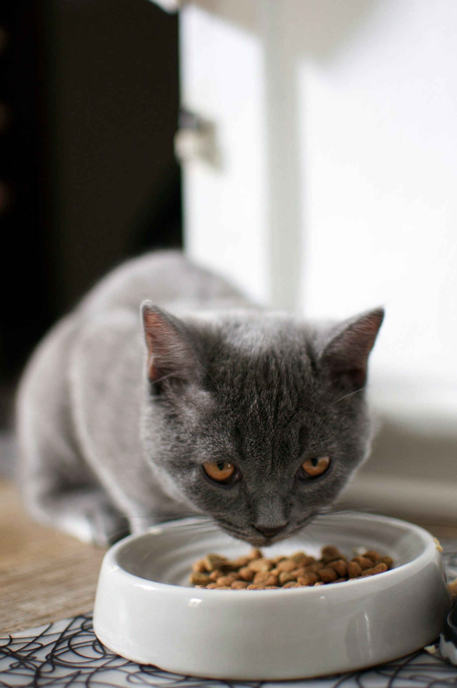 Feeding Accessories