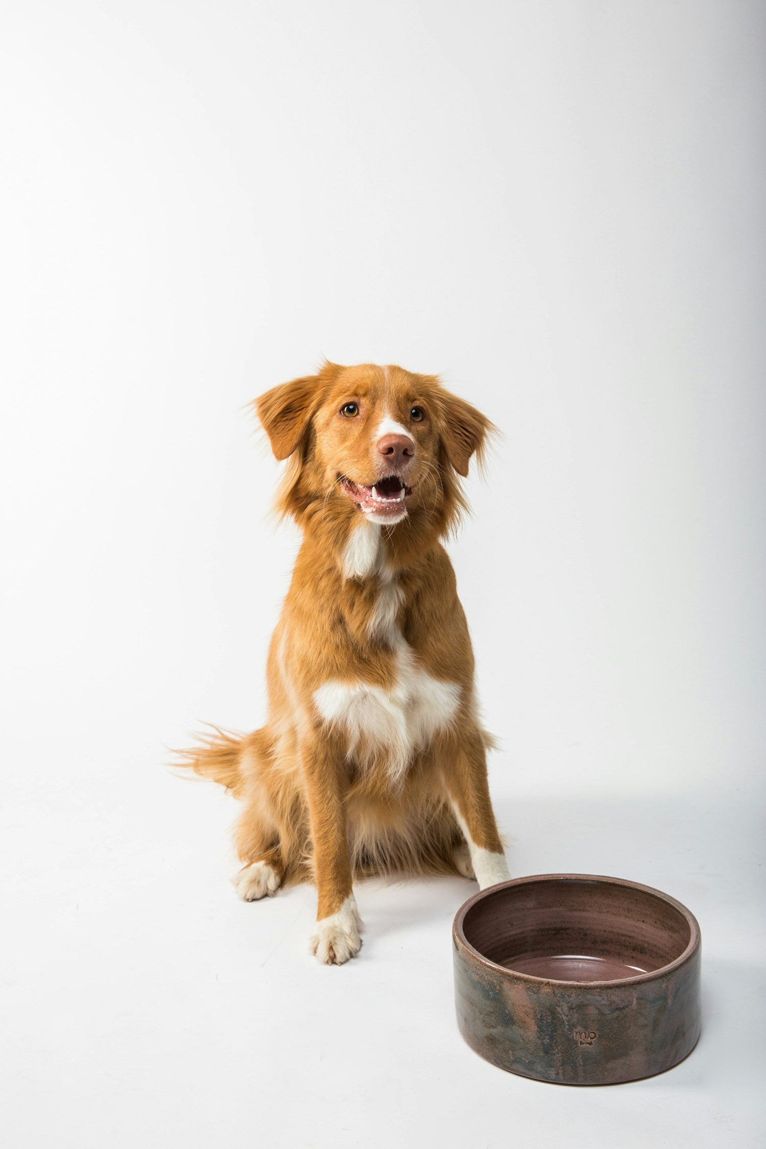 Dog Supplies