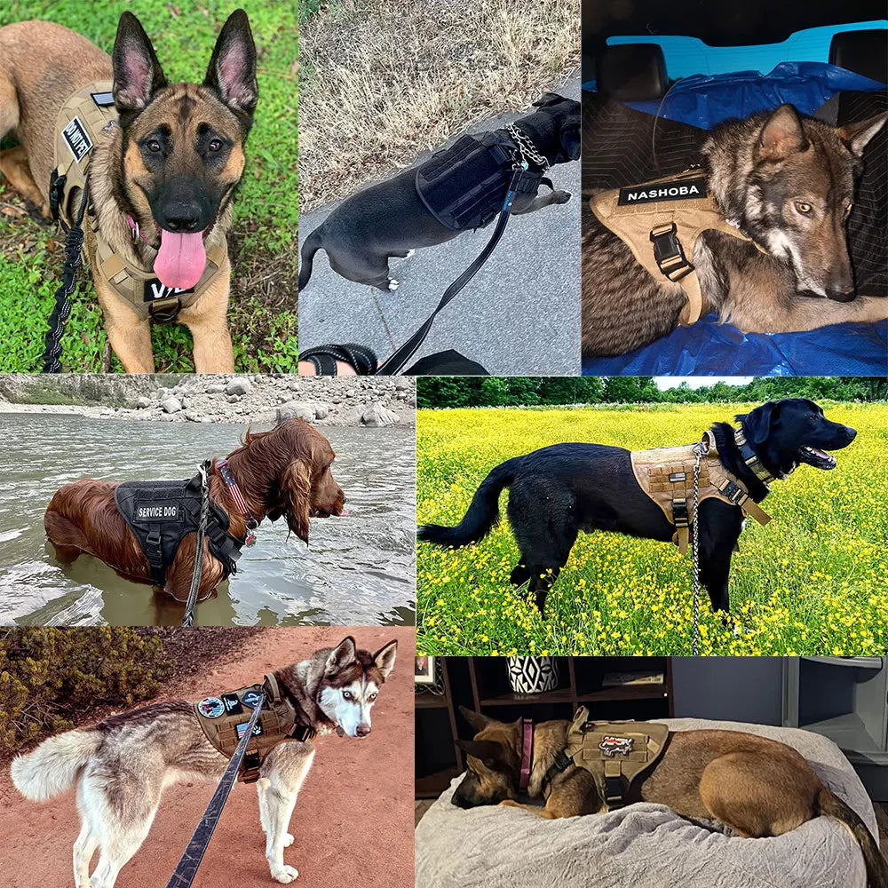 PETRAVEL Dog Harness And Leash Set Vest For Training
